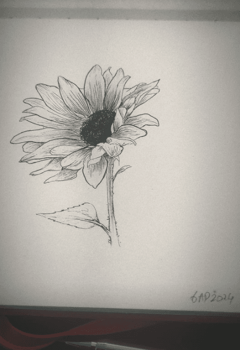 sun flower  4/2024