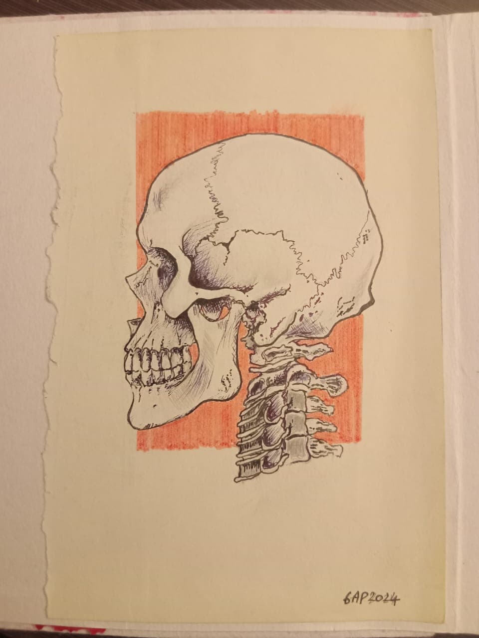 drawing skull